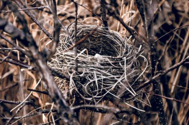Boş küçük kuş yuvası ağacın kuru dallarında uzanıyor, vahşi yaşamın tüneğine yakın.