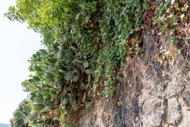Large cacti peyote cactus grow to the height of the wall like vine, summer in Montenegro