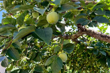 Unripe green persimmon hanging on tree branch, fruit growing in the garden farm plant agriculture