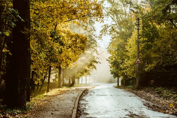 Şehir caddesi yağmurlu bir günde ıssız küçük bir kasabada sonbahar günü, sarı yapraklar yolda yatıyor.