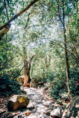 Vorontsov Parkı manzarasının manzarası Ağaçlar, çimenler, çimenler ve patikalar Güneşli bir yaz gününde, Alupka, Kırım