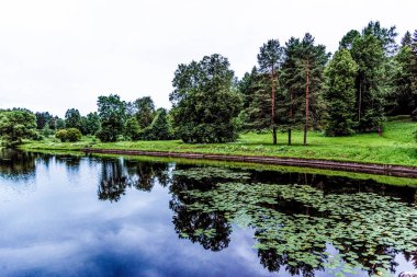 Pavlovsk Parkı manzarasının manzarası Ağaçlar, çimenler, çimenler ve patikalar Sonbahar bulutlu bir günde
