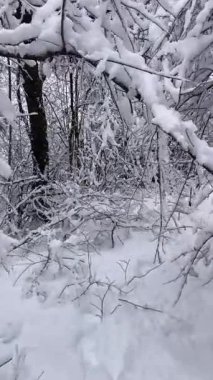 Karadağ 'ın Kolasin kentinde kar yağışı olan karlı bir orman.
