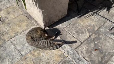 Şirin, komik, tüylü, sokak kedisi asfalt yolda oturuyor ve güneşli yaz gününde yalanıyor.