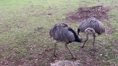 Evcil devekuşu çiftlikte geniş bir ahırda yürüyor, hayvanlar dışarıda otluyor.