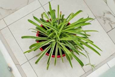 Saksıdaki klorofilyum, banyodaki yağmuru betimleyen duşla sulanır.