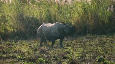 Görkemli bir Büyük Boynuzlu Gergedan ormanda uzun fil otlarının arasında yürüyor. Nesli tükenmekte olan bir Hint gergedanının altın saat içindeki doğal yaşam alanındaki profili.