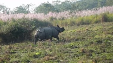 Büyük bir Hintli gergedan, vahşi doğada çiçeklerle dolu bir çayırda durmadan yürüyor..