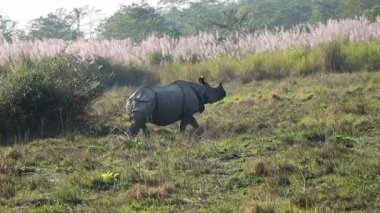 Tek Boynuzlu Gergedan 'ın arka plan görüntüleri. Ormanda geziniyor. Güneş ışığı uzun otları aydınlatıyor.