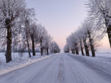 Yumuşak kış gökyüzünün altında ağaçlarla kaplı düz bir kır yolu..
