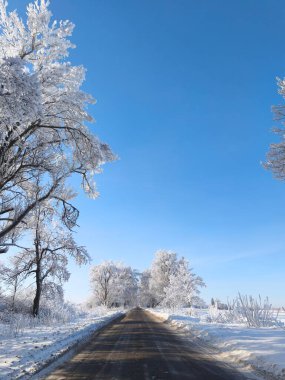Açık mavi gökyüzünün altında karla kaplı ağaçlarla kaplı kış yolu.