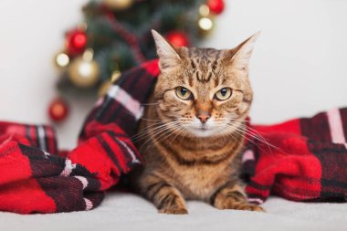 Küçük bir Noel ağacının yanında, tartan kırmızı yün ekose altında genç bir tekir kedi. Evcil hayvan bakım konsepti. Kış bayramı kutlaması. Uzay hediye kartını kopyala.