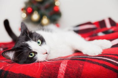 Genç melez siyah beyaz kedi, küçük bir Noel ağacının yanında, tartan kırmızı yün ekose altında. Evcil hayvan bakım konsepti. Kış bayramı kutlaması. Uzay hediye kartını kopyala.