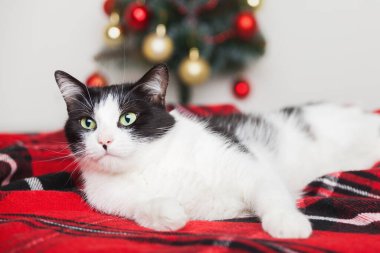 Genç melez siyah beyaz kedi, küçük bir Noel ağacının yanında, tartan kırmızı yün ekose altında. Evcil hayvan bakım konsepti. Kış bayramı kutlaması. Uzay hediye kartını kopyala.