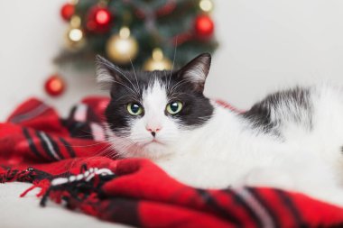 Genç melez siyah beyaz kedi, küçük bir Noel ağacının yanında, tartan kırmızı yün ekose altında. Evcil hayvan bakım konsepti. Kış bayramı kutlaması. Uzay hediye kartını kopyala.