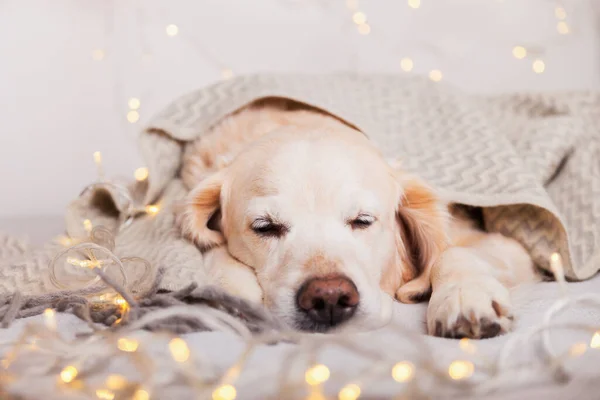 Adorable golden retriever dog sleeping under light gray wool scandinavian  style plaid.  Pets care Christmas concept. Happy New Year eve atmosphere. Holidays lights on carpet.