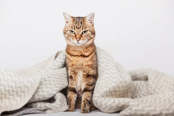 Roztomilé Mladé Tabby Smíšené Plemeno Kočka Pod Světle Šedé Vlny — Stock fotografie