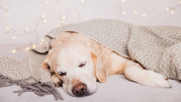 Adorable golden retriever dog sleeping under light gray wool scandinavian  style plaid.  Pets care Christmas concept. Happy New Year eve atmosphere. Holidays lights on carpet.