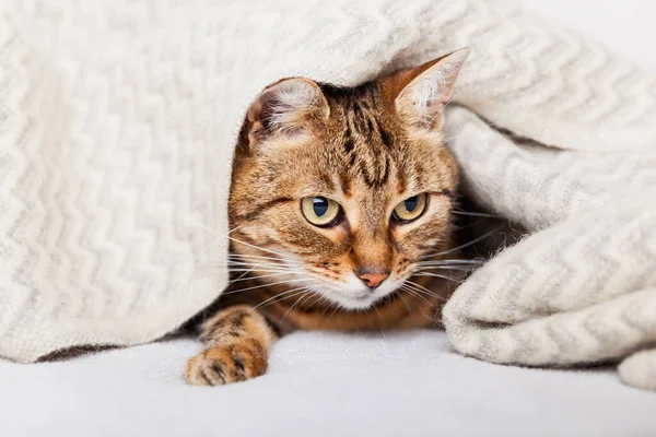 Roztomilé Mladé Tabby Smíšené Plemeno Kočka Pod Světle Šedé Vlny — Stock fotografie