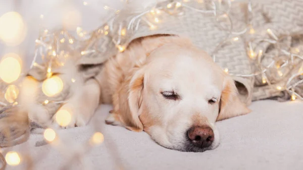 Adorable golden retriever dog sleeping under light gray wool scandinavian  style plaid.  Pets care Christmas concept. Happy New Year eve atmosphere. Holidays lights on carpet.