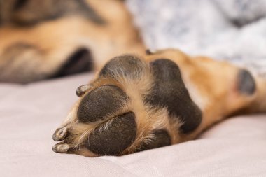 Evcil bir hayvanın patisi içeride yumuşak bir battaniyenin üzerinde dinleniyor, kürkünü ve pedlerini gösteriyor. Sıcak ve rahat atmosfer soğuk kış aylarında bakım ve konforu vurguluyor, kızlık zarı için mükemmel..