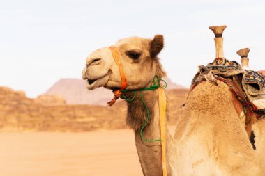 Ürdün Vadisi 'nin kurak çöllerinde bir deve görüldü. Hayvan açık bir gökyüzünün altında kayalık oluşumların bir zemin zeminine karşı duruyor. Geleneksel kıyafetler giyer ve otlarken sakin görünür..