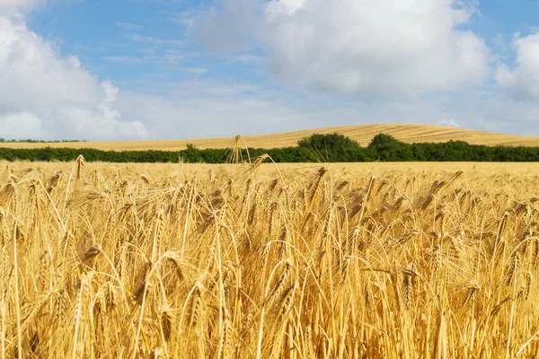 Büyük bir tarlada buğday bitkileri uzuyor. Güneş ekinlerin üzerine parlıyor. Arka planda tepeler ve tarlanın kenarında ağaçlar var. Bir tarım sahnesi gösteriyor..
