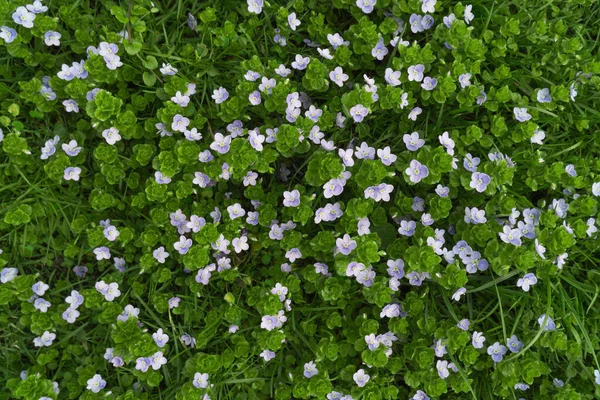 Bahar geldiğinde yeşil çimlerin arasında küçük mor çiçekler büyür. Doğa hayata geri dönüyor. Baş döndürücü çabalar taze bitki büyümesini teşvik eder. Slender Speedwell (Veronica filiforis).
