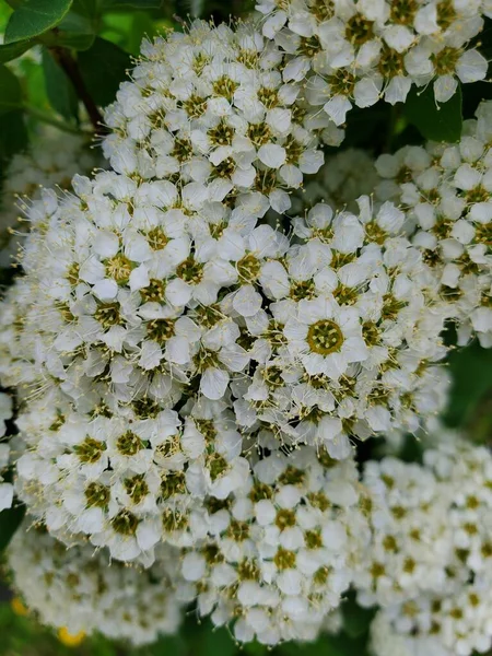 Elma Çiçeklerinin Yakın Çekimi