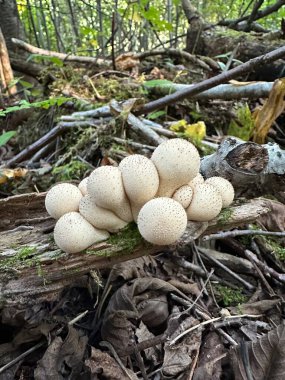 Orman 1 'de Yaygın Kabarık Top Büyüyor