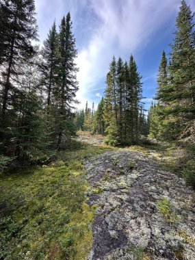 Spruce Ağaçlı Kaya Çıkıntısı