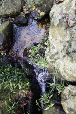 Karanlık kayaların ve yosunlu kayaların üzerinden akan berrak bir dağ deresi ve sakin bir ormanda kır çiçekleri..