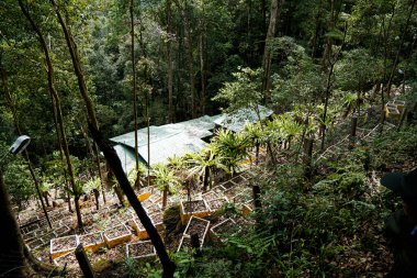 Teraslı arı kovanlarıyla sürdürülebilir orman çiftçiliği ve yoğun tropikal orman tepe örtüsünün altına kutular dikmek..