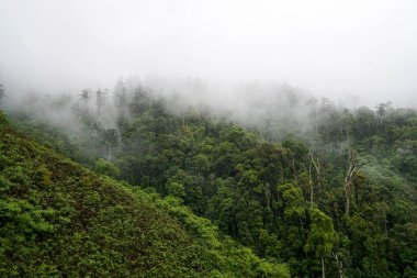 Puslu tropikal yağmur ormanları dağ yamacında kalın beyaz bir sis örtüsüyle örtülmüş gizemli ve sakin bir doğal doğa yaratıyor..