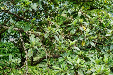 Doğal orman ortamında olgunlaşmamış küçük yabani meyveler taşıyan yemyeşil ağaç dallarına yakın çekim..