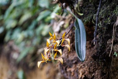 Tropikal bir ormanda yosunlu bir kıyıda açan vahşi sarı orkide.