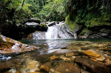 Berrak bir tropikal yağmur ormanında, yoğun yeşil bitki örtüsü ve yosunlu kayalarla çevrili berrak bir havuza dökülen sakin küçük şelale..