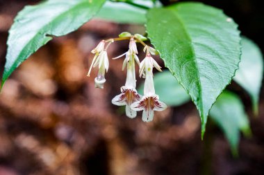 Narin beyaz çan biçimli kır çiçekleri. Mor çizgili. Tropik bir ormanda yeşil bir bitkiden sarkan..