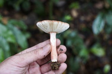 Ormanda beyaz solungaçlı ve turuncu şapkalı vahşi bir mantarı el ele tutuşmak, yiyecek arama, doğa araştırması ve mantar biyolojik çeşitliliği kavramı..