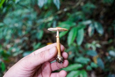 Vahşi bir orman mantarını tutan, solungaçlarını gösteren ve miyoloji çalışması için bulanık yeşil bir bitki örtüsüne dayanan bir elin yakın çekimi..