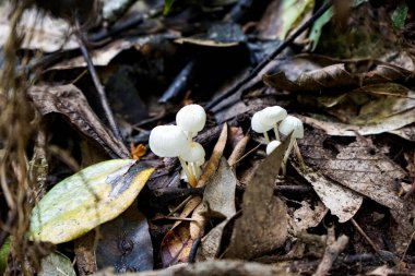 Small white wild mushrooms growing among dry autumn leaves on a damp forest floor, macro nature photography.
