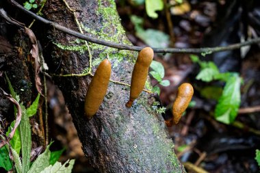 Yeşillik tropikal bir ormanda, yosunlu çürüyen bir kütükte büyüyen kahverengi kulüp şekilli mantarlar biyolojik çeşitlilik ve doğal çürüme gösteriyor..
