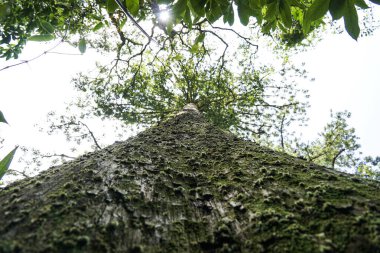 Yeşil yosunlarla kaplı eski bir ağaç gövdesinin alçak açılı görüntüsü yemyeşil bir orman gölgesinde güneş ışığına doğru uzanıyor..