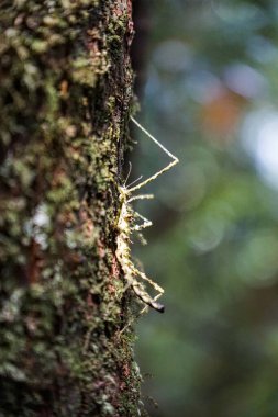 Yosunlu ağaç gövdesinde kamufle edilmiş sopa çekirgesi. Orman ortamında kabuğa karışan Phasmid doğal taklit ve adaptasyon gösteriyor.