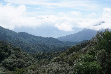 Bereketli yeşil ormanlarla kaplı puslu dağ sıraları, tropikal manzaralar