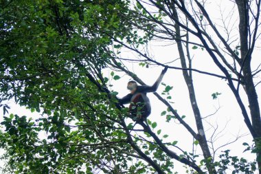 Kırmızı Şişlemeli Douc Langur Maymunu Vietnam 'da Ağaç Dalında Asılı