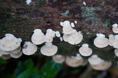 Ormandaki çürüyen bir kütükte büyüyen raf mantarlarının yakın çekimi, karmaşık desenler ve dokular sergiliyor..