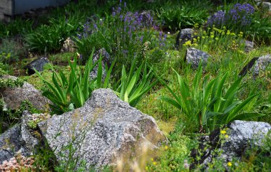 Bahçe taşlarında bitkiler