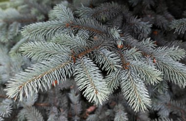 Köknar dalları, iğneli iğneler, yakın çekim -