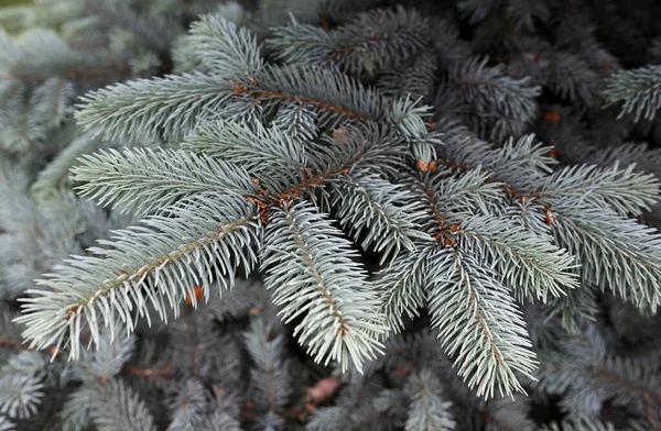 Köknar dalları, iğneli iğneler, yakın çekim -
